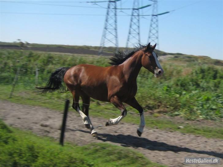 Hollandsk Varmblod Athena Arenda <33 billede 9