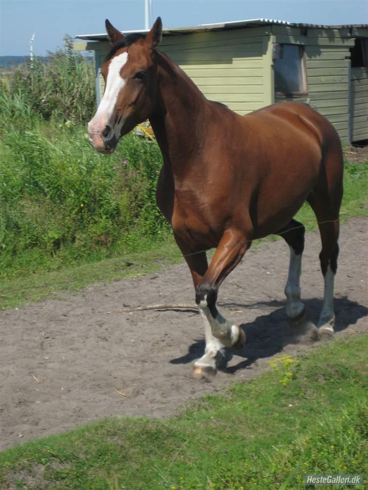 Hollandsk Varmblod Athena Arenda <33 billede 10