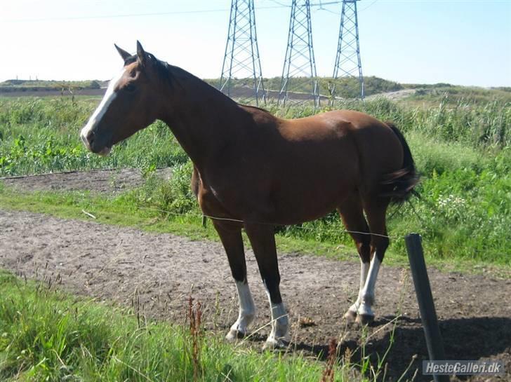 Hollandsk Varmblod Athena Arenda <33 billede 11