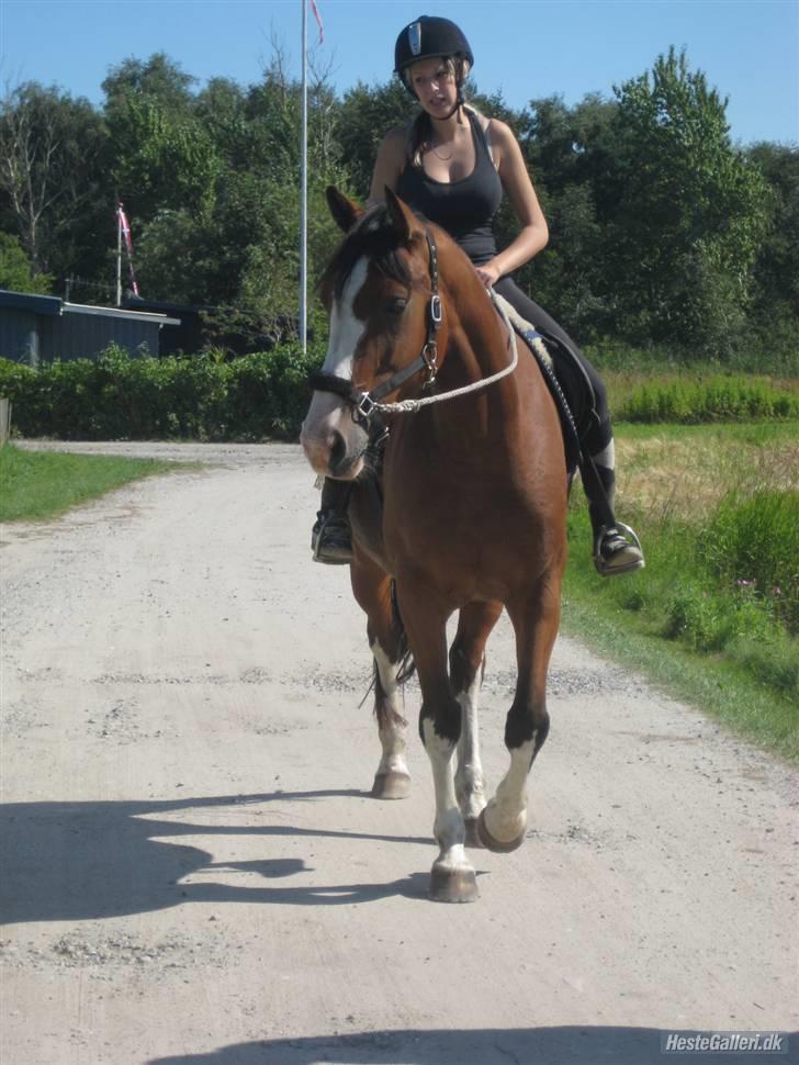 Hollandsk Varmblod Athena Arenda <33 billede 12