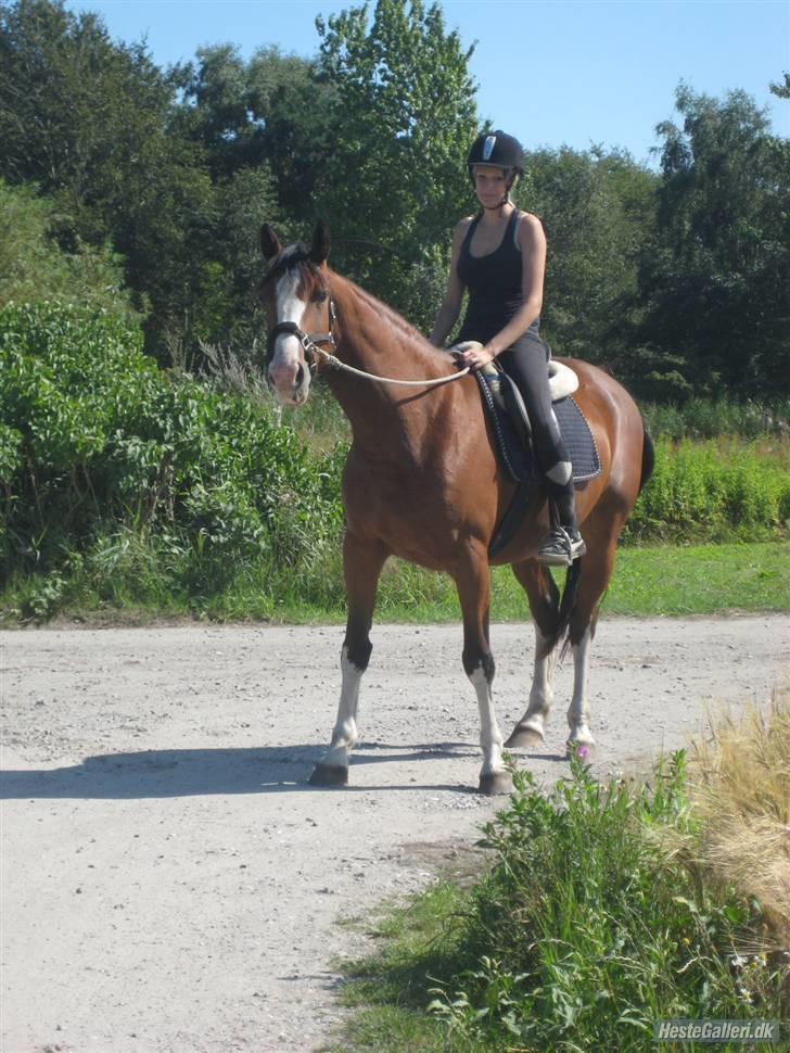 Hollandsk Varmblod Athena Arenda <33 billede 13