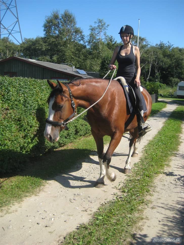 Hollandsk Varmblod Athena Arenda <33 billede 14