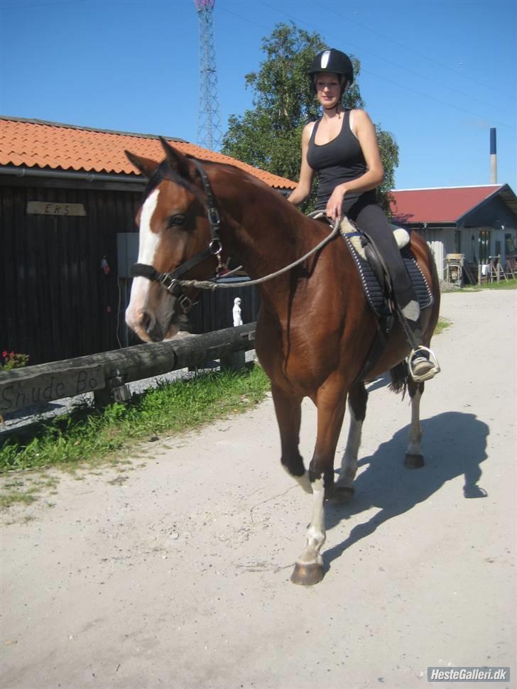 Hollandsk Varmblod Athena Arenda <33 billede 15