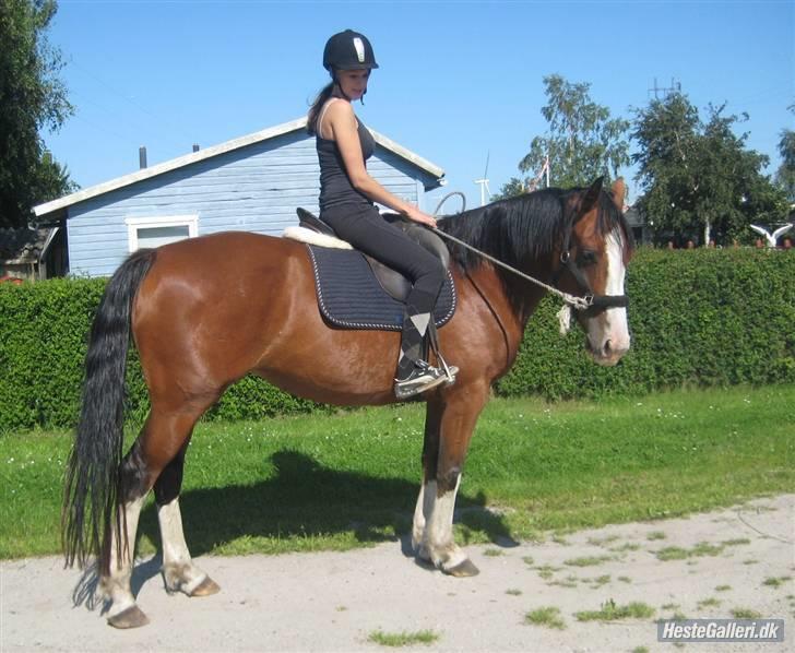 Hollandsk Varmblod Athena Arenda <33 billede 16