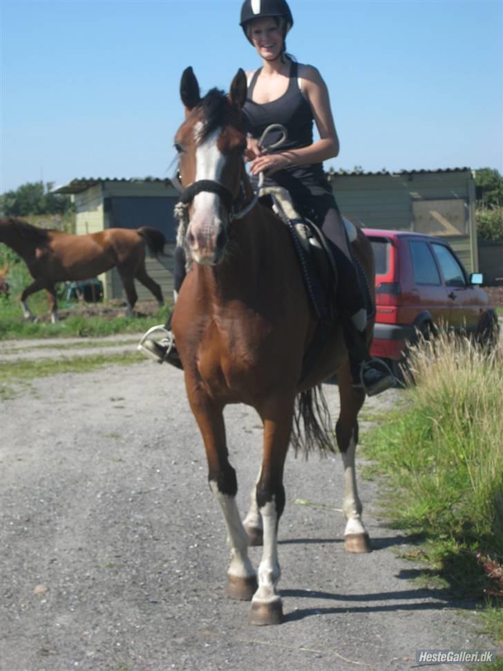 Hollandsk Varmblod Athena Arenda <33 billede 18