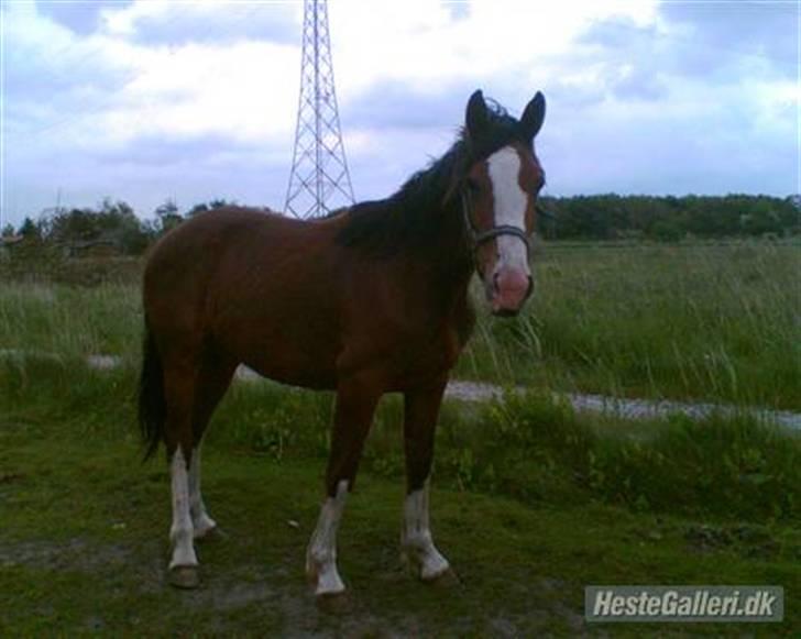 Hollandsk Varmblod Athena Arenda <33 - Her er hun halvanden år billede 19