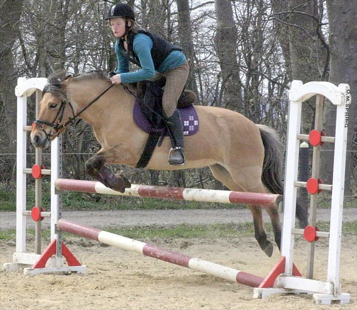 Anden særlig race Missy - velkommen til missy´s profil. Foto : tinek-foto.dk billede 1