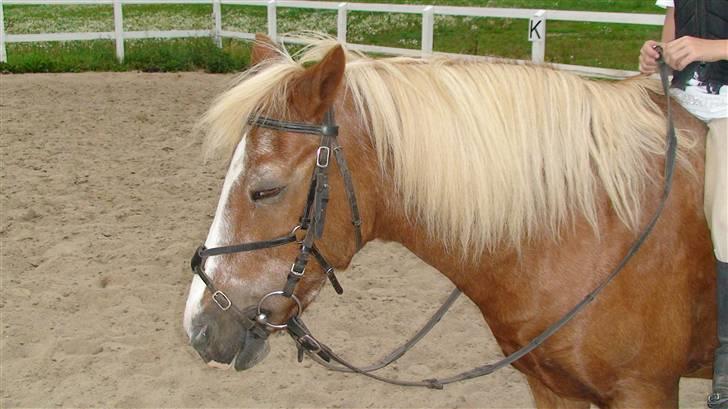 Anden særlig race Jack R.I.P :`( - En dejlig sommer dag at ride i <3 billede 4