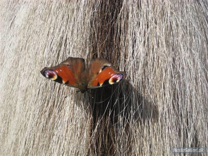 Fjordhest Tott Superbollen <33 R.I.P - Der landt en sommerfugl i hans hale billede 1