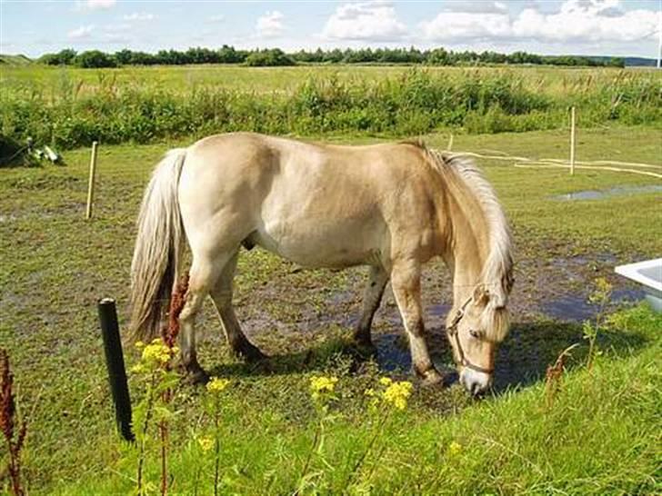 Fjordhest Tott Superbollen <33 R.I.P billede 2