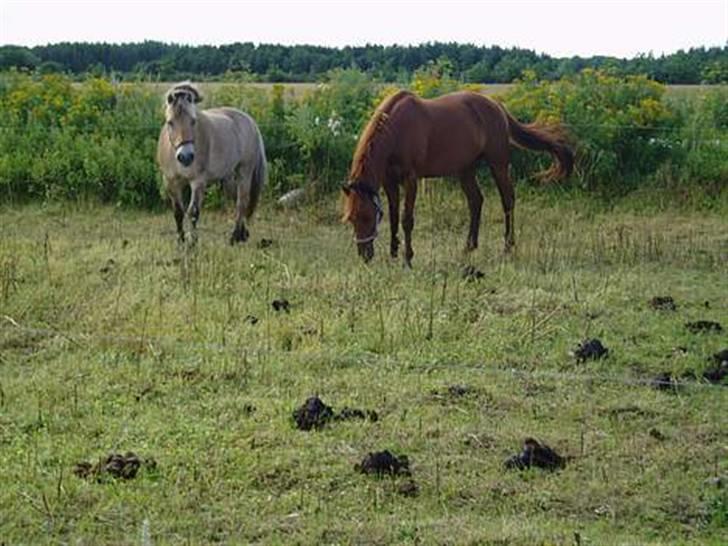 Fjordhest Tott Superbollen <33 R.I.P billede 3
