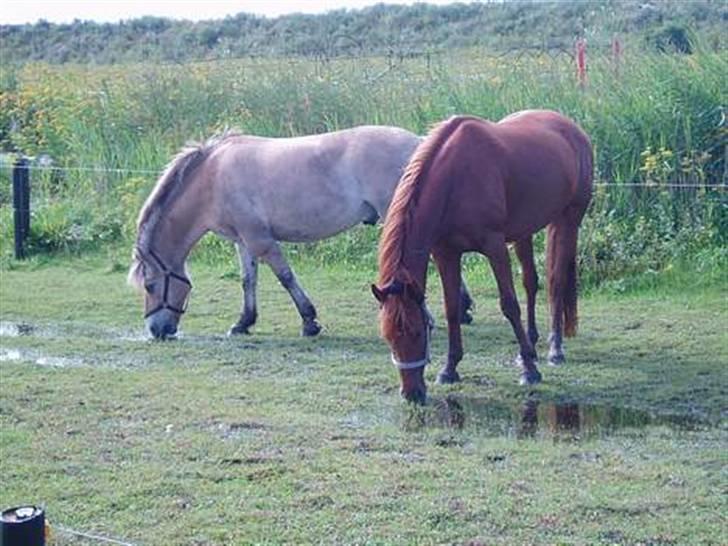 Fjordhest Tott Superbollen <33 R.I.P billede 4