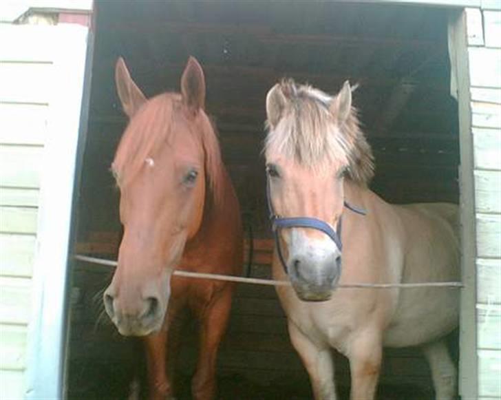 Fjordhest Tott Superbollen <33 R.I.P billede 5