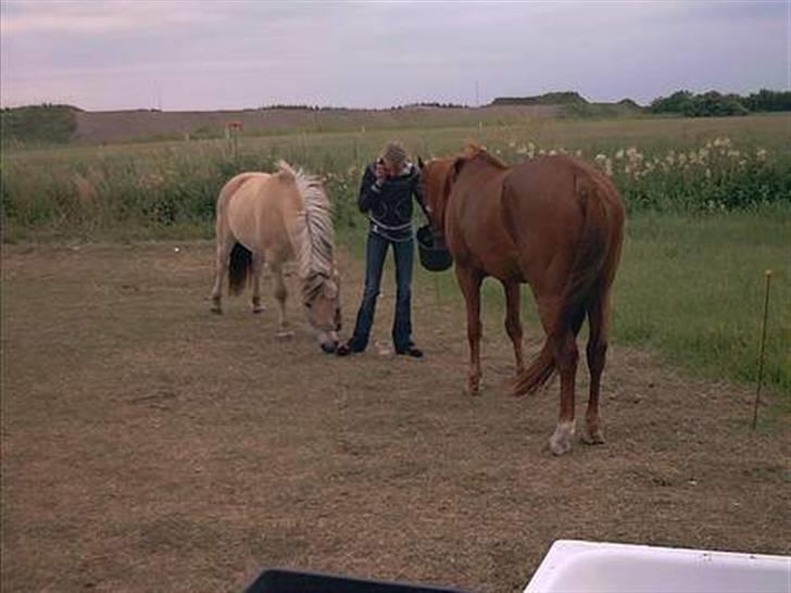 Fjordhest Tott Superbollen <33 R.I.P billede 6