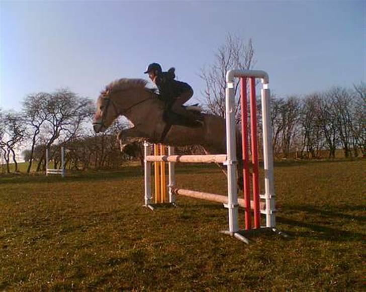 Fjordhest Tott Superbollen <33 R.I.P - Vinter 07 billede 7