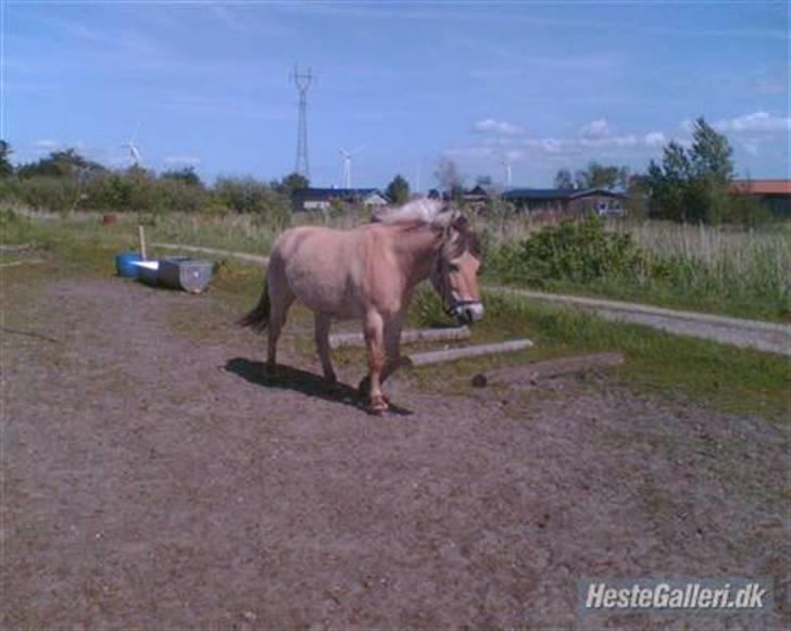 Fjordhest Tott Superbollen <33 R.I.P billede 8