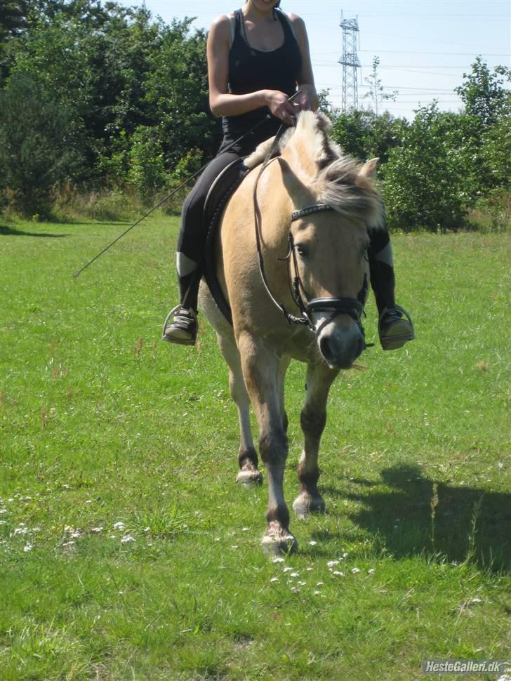 Fjordhest Tott Superbollen <33 R.I.P billede 9