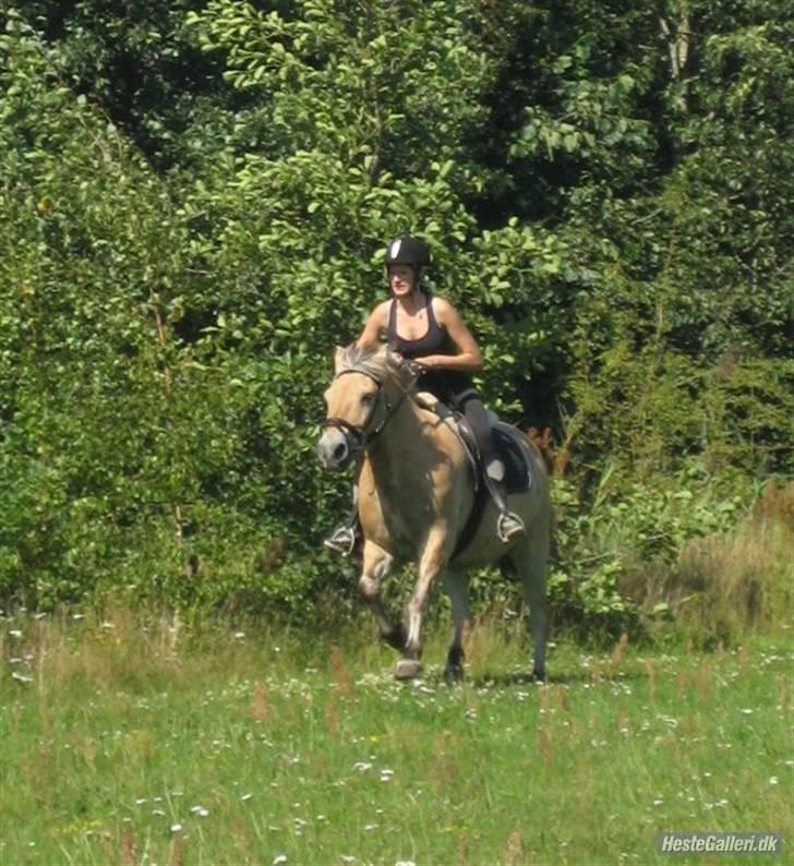 Fjordhest Tott Superbollen <33 R.I.P - Fri galop billede 10