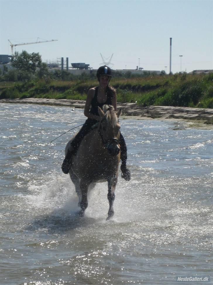 Fjordhest Tott Superbollen <33 R.I.P billede 13