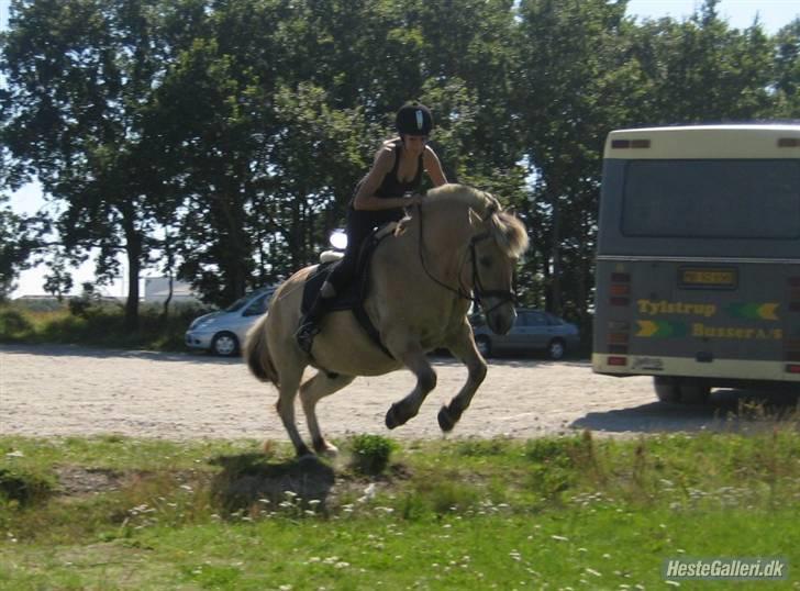 Fjordhest Tott Superbollen <33 R.I.P - der var sørme en lille grøft billede 14