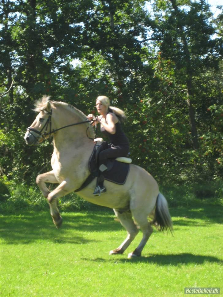 Fjordhest Tott Superbollen <33 R.I.P - Han er noget tung i bagparten billede 15