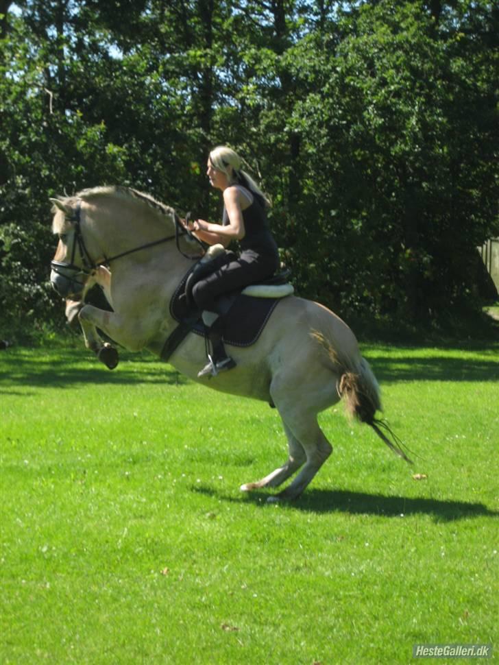 Fjordhest Tott Superbollen <33 R.I.P - kig på hesten ikk mig billede 16