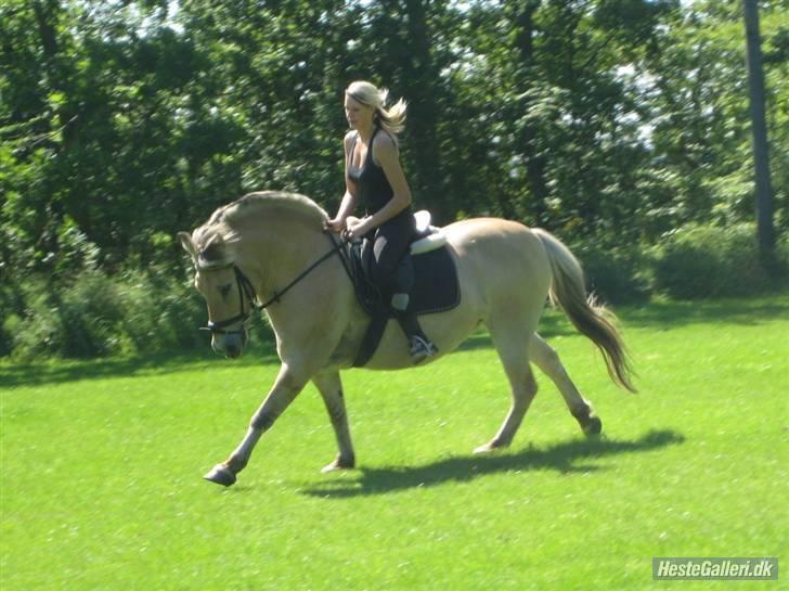 Fjordhest Tott Superbollen <33 R.I.P - Galoppen med gode stregte ben billede 17