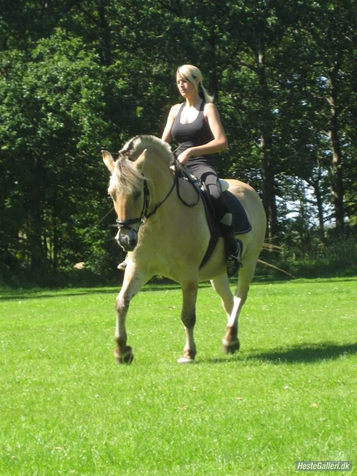 Fjordhest Tott Superbollen <33 R.I.P - HAN HOLDER SIG GODT AF OG VÆRE 18 ÅR !  billede 19