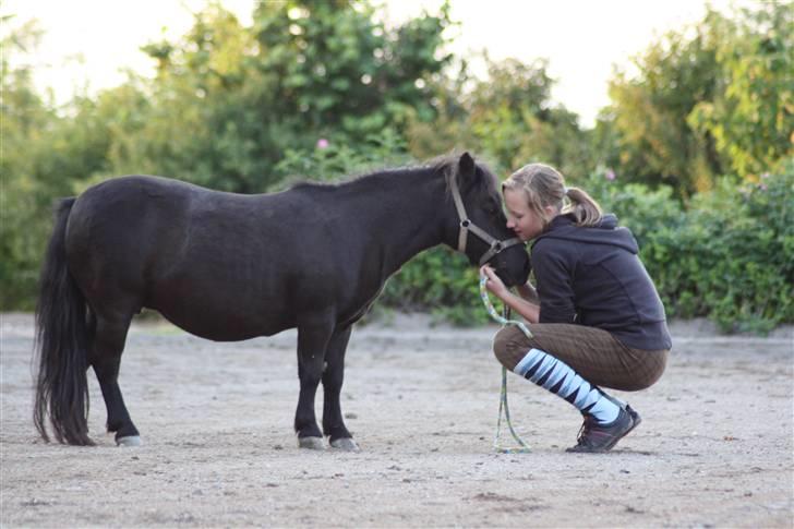 Shetlænder : • Stjernens Tilde • billede 10