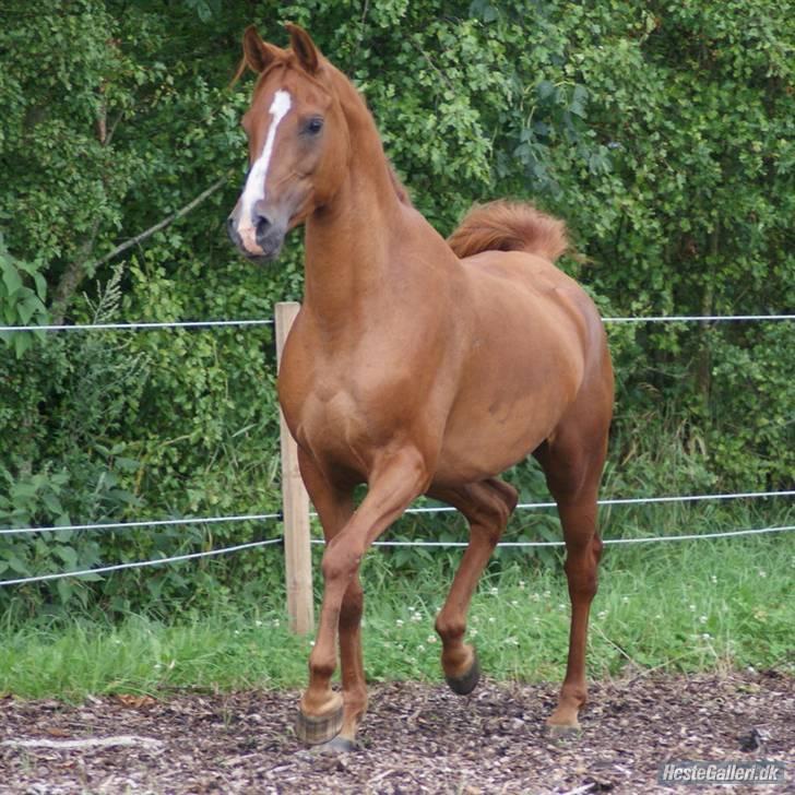 Arabisk fuldblod (OX) Que Vida Koala billede 9