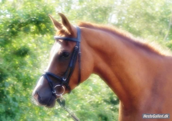 Arabisk fuldblod (OX) Que Vida Koala billede 10