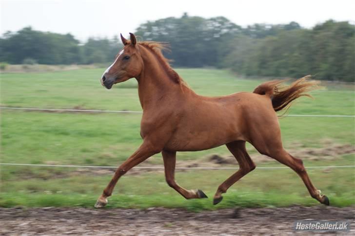 Arabisk fuldblod (OX) Que Vida Koala billede 11