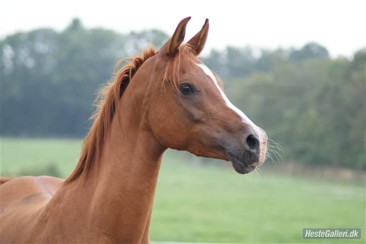 Arabisk fuldblod (OX) Que Vida Koala billede 12