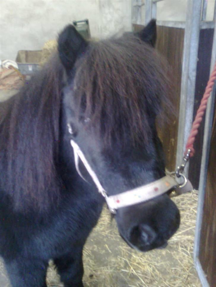 Shetlænder Fellin Af Nørvang billede 5