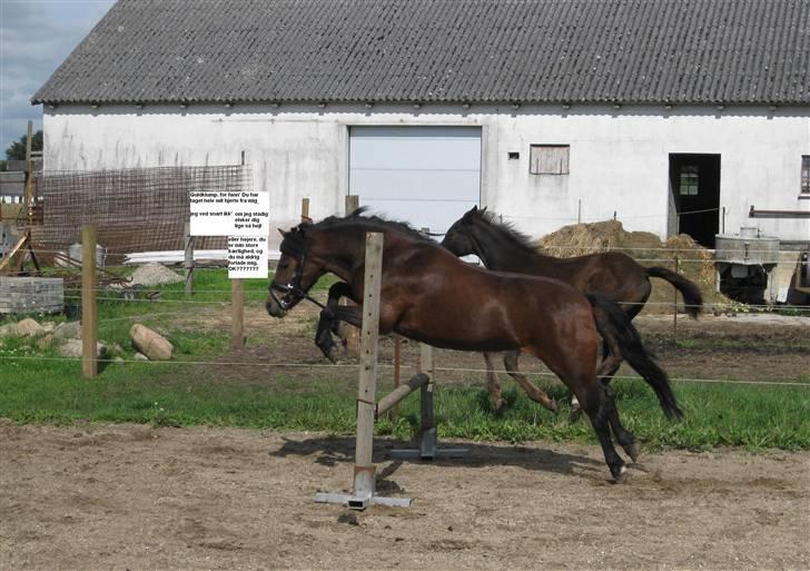 Dartmoor Guldklump<33   /Solgt/ - Mig Og DiG 4-eVeR billede 9