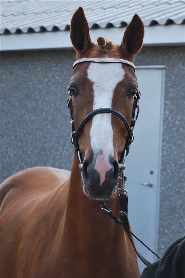 DSP Daisy billede 6