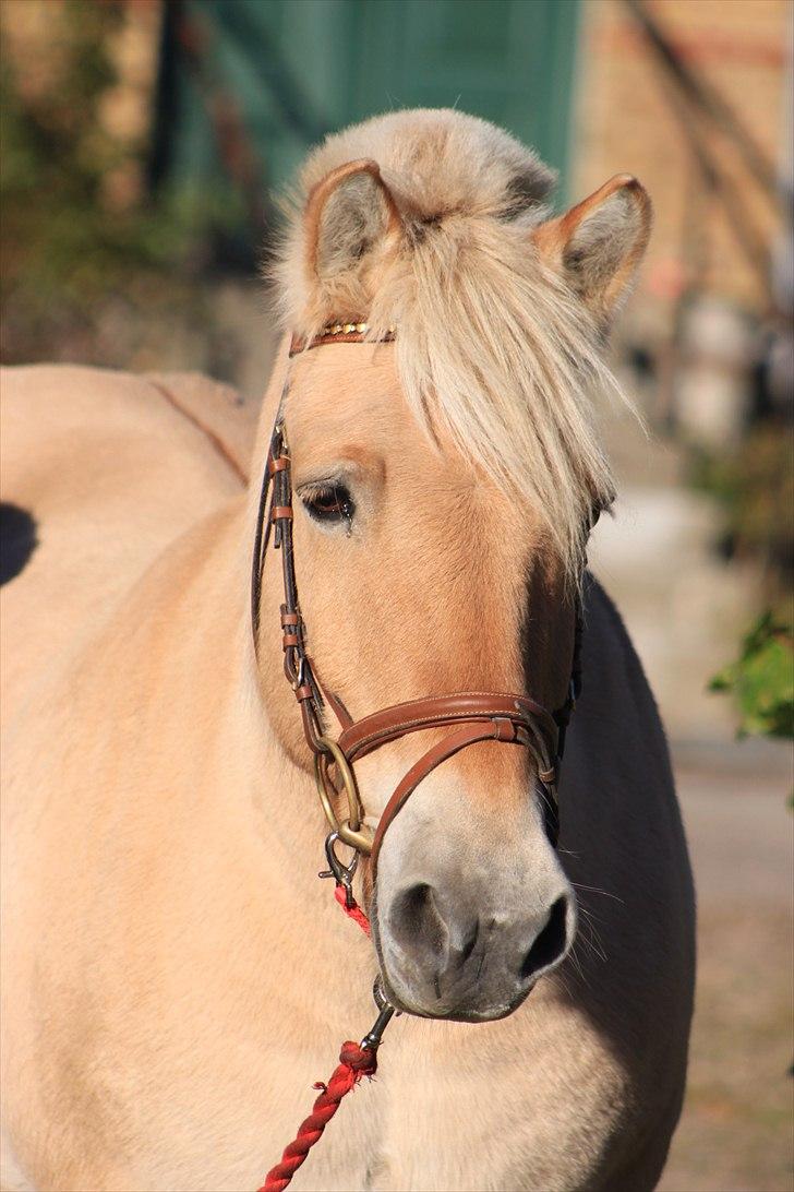 Fjordhest Prins - I miss u :'( - ..Priiiiins <3  billede 16