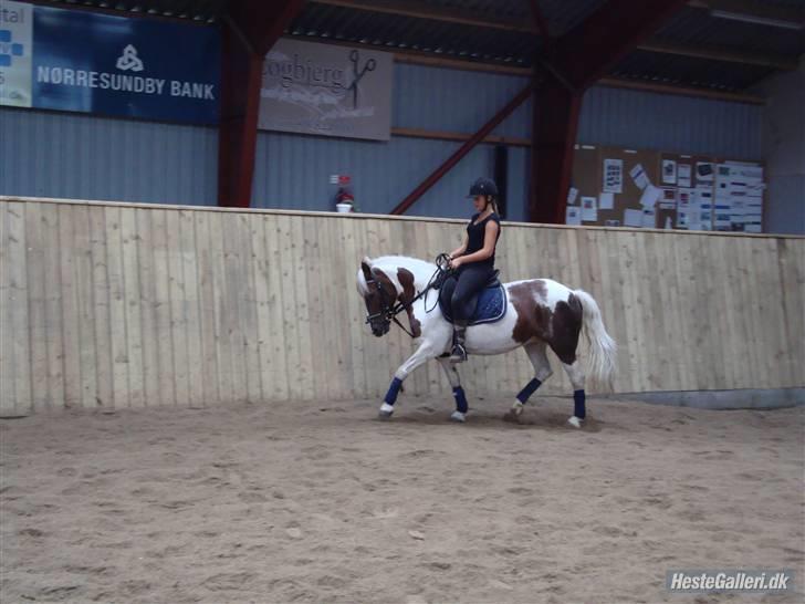 Anden særlig race Zenta  billede 12
