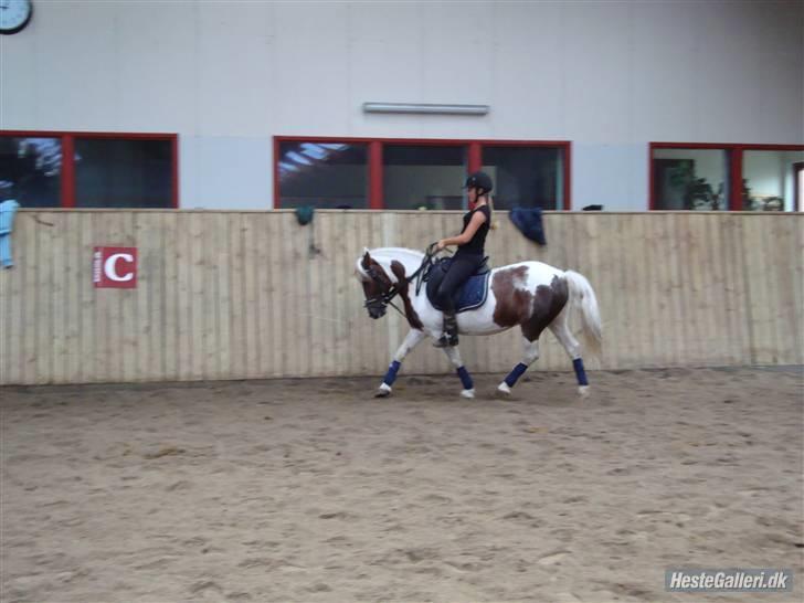 Anden særlig race Zenta  billede 13