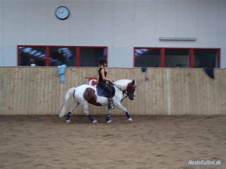 Anden særlig race Zenta  billede 14