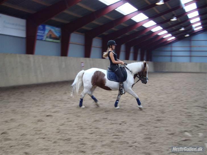 Anden særlig race Zenta  billede 15