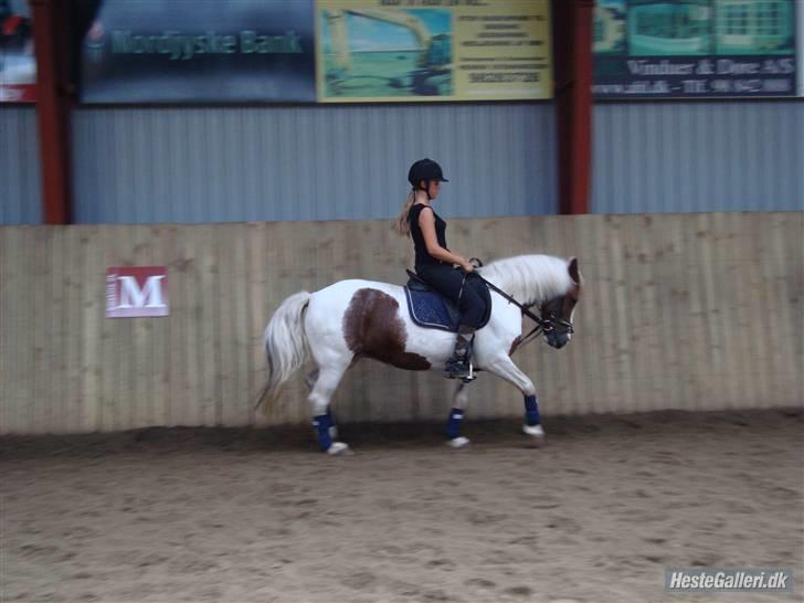 Anden særlig race Zenta  billede 16