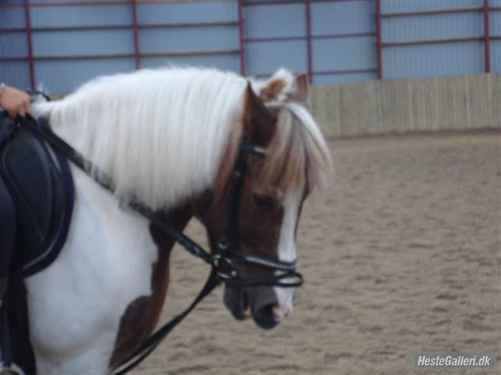 Anden særlig race Zenta  billede 17