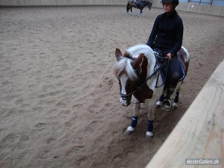 Anden særlig race Zenta  billede 18