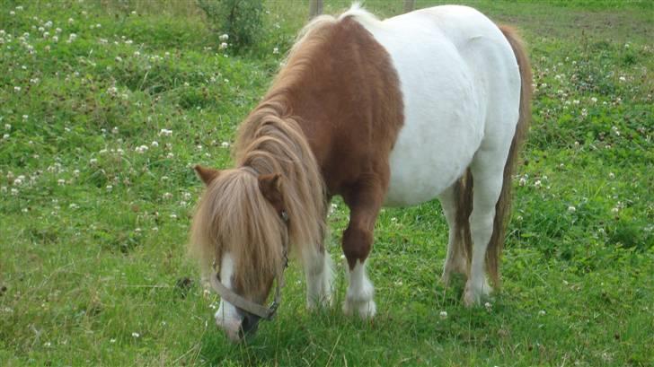 Shetlænder Lotte billede 4