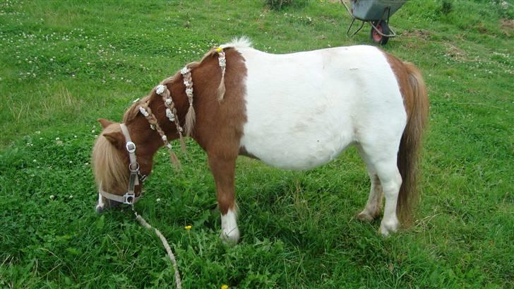 Shetlænder Lotte billede 5