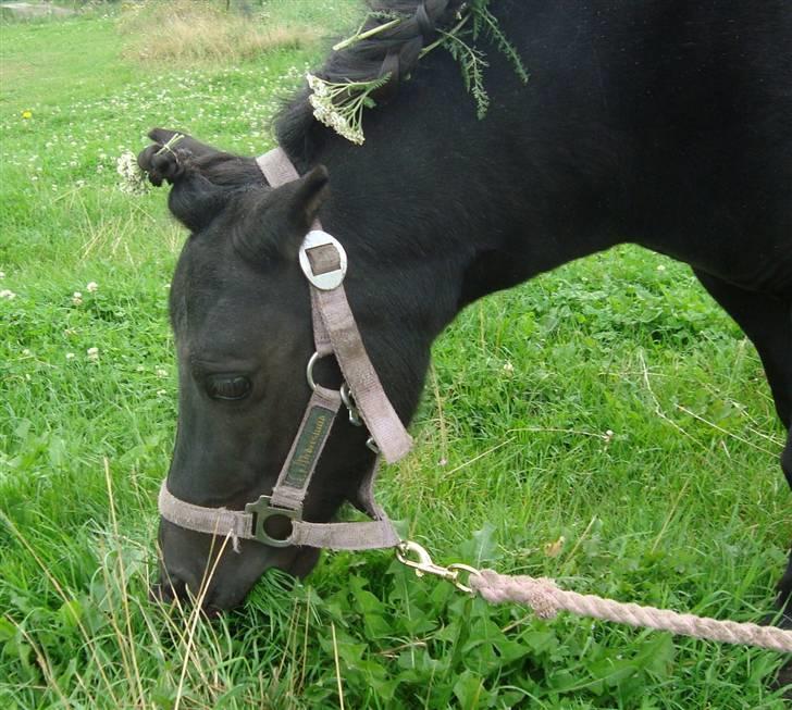 Shetlænder Mille † DØD † billede 7