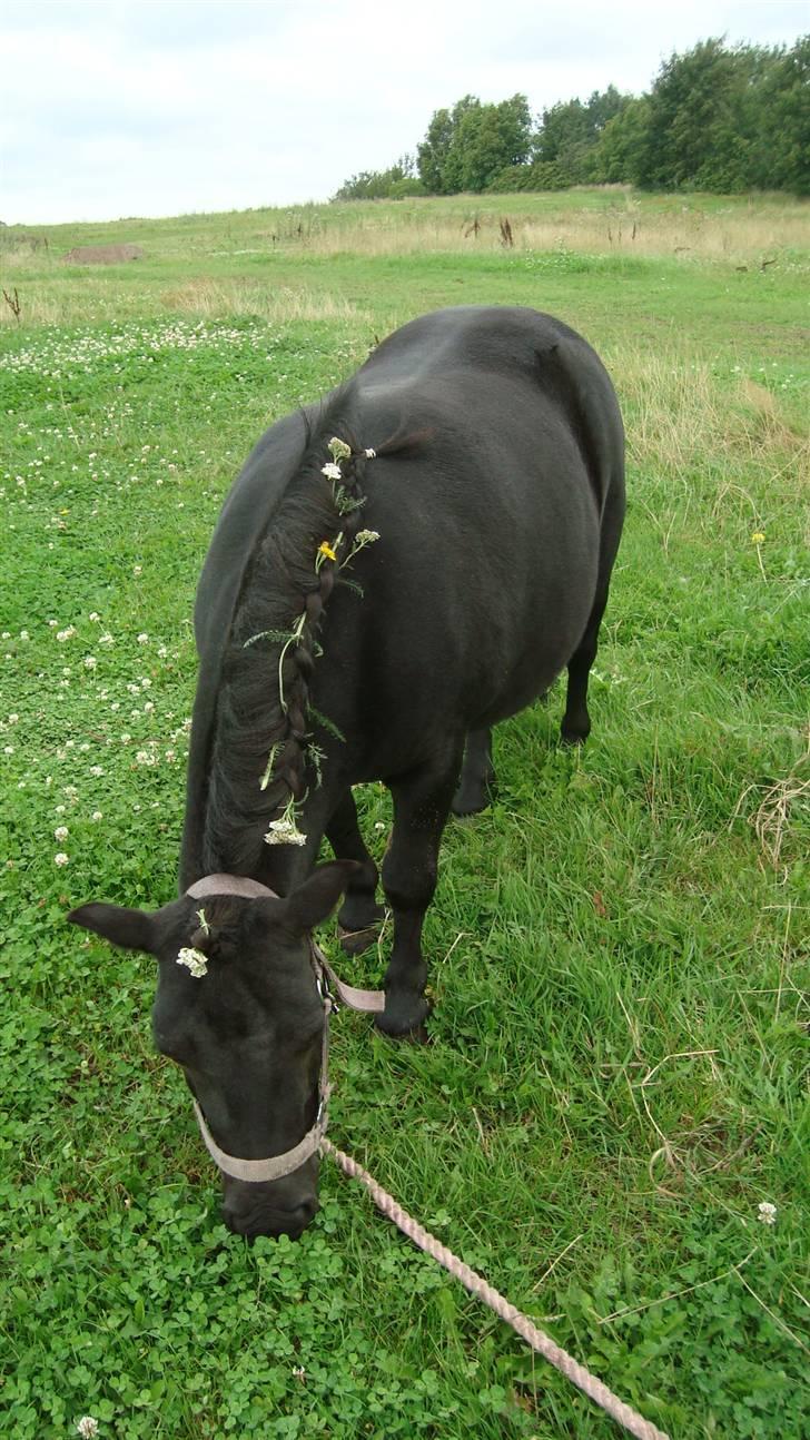 Shetlænder Mille † DØD † billede 9