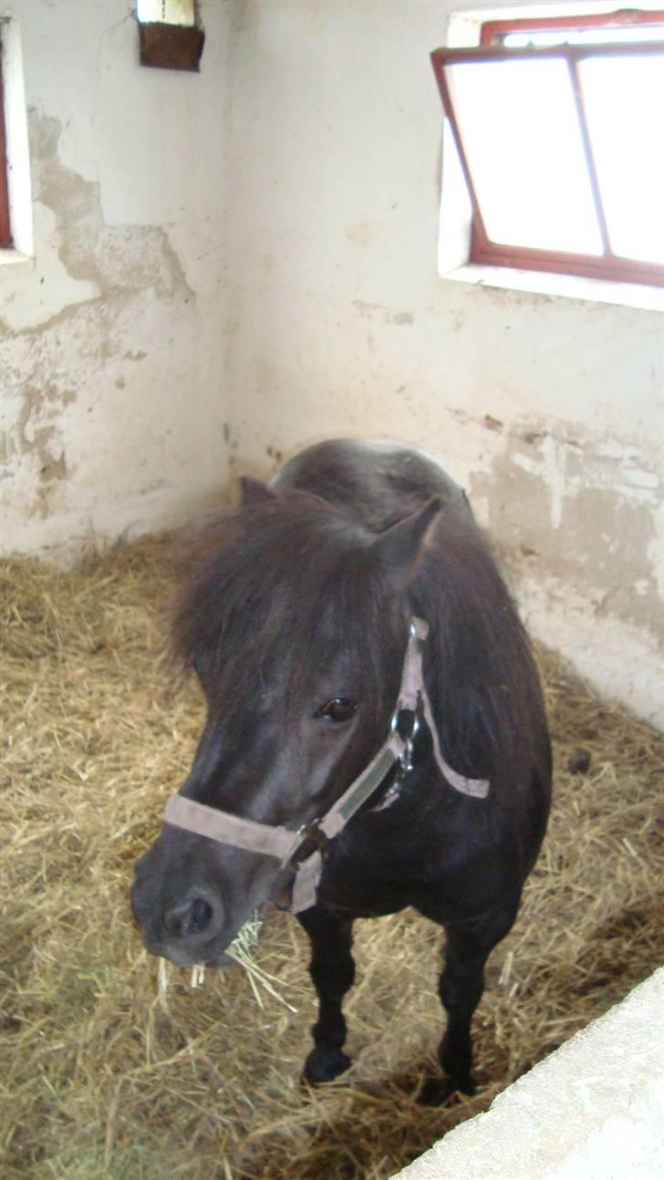 Shetlænder Mille † DØD † billede 11