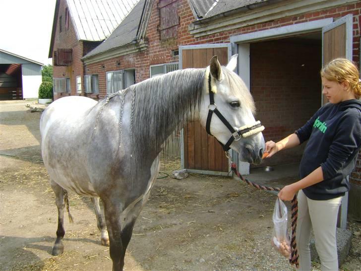 Anden særlig race venus  solgt billede 18